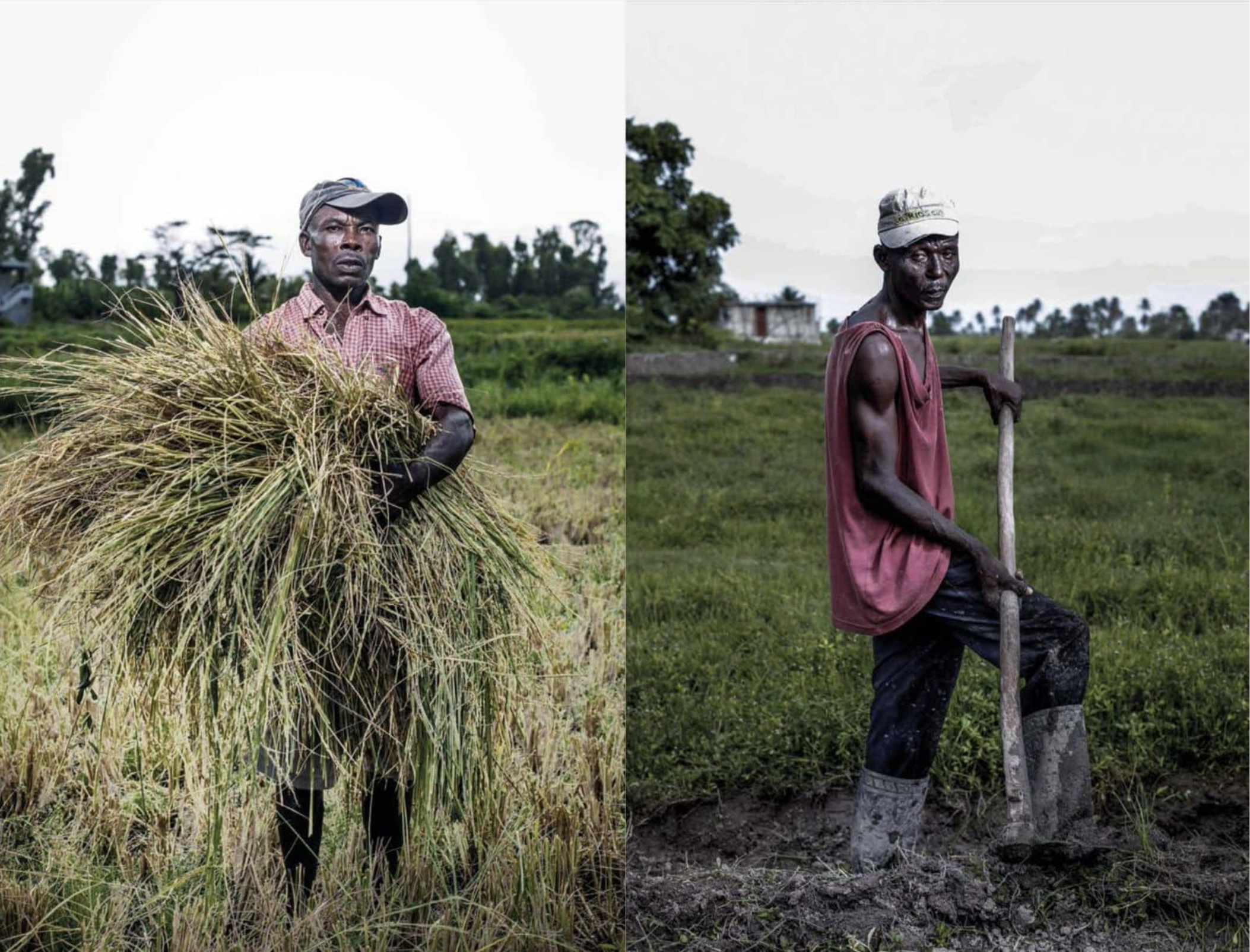 IImages from the K2D photojournalism project, Urgences. On the left, an image of Fritznel Bedard and on the right, an image of Doudou Amazan. Both are rice farmers from Cayes (South). Photograph by and courtesy of Pierre Michel Jean.